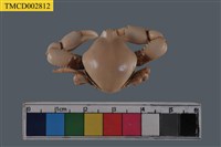 藏品(斜方玉蟹)的圖片